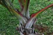 <strong>Arecaceae - Latania lontaroides - (Gaertn.) H.E.Moore</strong><br />© Sarrailh Jean-Michel / CIRAD