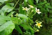 <strong>Rubiaceae - Mussaenda arcuata - Poir.</strong><br />© Sarrailh Jean-Michel / CIRAD