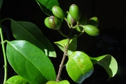 <strong>Rubiaceae - Mussaenda arcuata - Poir.</strong><br />© Sarrailh Jean-Michel / CIRAD