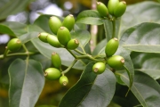 <strong>Rubiaceae - Mussaenda arcuata - Poir.</strong><br />© Sarrailh Jean-Michel / CIRAD