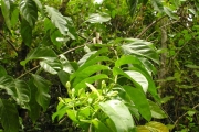 <strong>Rubiaceae - Mussaenda arcuata - Poir.</strong><br />© Sarrailh Jean-Michel / CIRAD