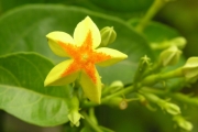 <strong>Rubiaceae - Mussaenda arcuata - Poir.</strong><br />© Sarrailh Jean-Michel / CIRAD