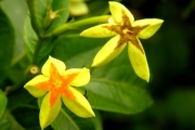 <strong>Rubiaceae - Mussaenda arcuata - Poir.</strong><br />© Sarrailh Jean-Michel / CIRAD