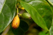 <strong>Rubiaceae - Mussaenda arcuata - Poir.</strong><br />© Sarrailh Jean-Michel / CIRAD