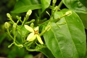 <strong>Rubiaceae - Mussaenda arcuata - Poir.</strong><br />© Sarrailh Jean-Michel / CIRAD