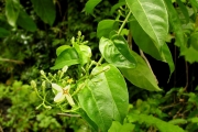 <strong>Rubiaceae - Mussaenda arcuata - Poir.</strong><br />© Sarrailh Jean-Michel / CIRAD