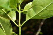 <strong>Rubiaceae - Mussaenda arcuata - Poir.</strong><br />© Sarrailh Jean-Michel / CIRAD