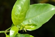 <strong>Rubiaceae - Mussaenda arcuata - Poir.</strong><br />© Sarrailh Jean-Michel / CIRAD