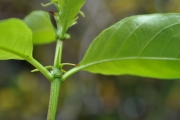 <strong>Rubiaceae - Mussaenda arcuata - Poir.</strong><br />© Sarrailh Jean-Michel / CIRAD