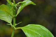 <strong>Rubiaceae - Mussaenda arcuata - Poir.</strong><br />© Sarrailh Jean-Michel / CIRAD