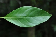<strong>Rubiaceae - Mussaenda arcuata - Poir.</strong><br />© Sarrailh Jean-Michel / CIRAD