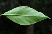 <strong>Rubiaceae - Mussaenda arcuata - Poir.</strong><br />© Sarrailh Jean-Michel / CIRAD