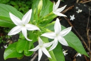 <strong>Rubiaceae - Mussaenda landia - Poir.</strong><br />© Sarrailh Jean-Michel / CIRAD