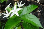 <strong>Rubiaceae - Mussaenda landia - Poir.</strong><br />© Sarrailh Jean-Michel / CIRAD