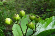 <strong>Rubiaceae - Mussaenda landia - Poir.</strong><br />© Sarrailh Jean-Michel / CIRAD