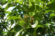 <strong>Rubiaceae - Mussaenda landia - Poir.</strong><br />© Baret Stéphane