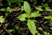 <strong>Rubiaceae - Mussaenda landia - Poir.</strong><br />© Sarrailh Jean-Michel / CIRAD