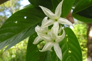 <strong>Rubiaceae - Mussaenda landia - Poir.</strong><br />© Sarrailh Jean-Michel / CIRAD