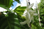 <strong>Rubiaceae - Mussaenda landia - Poir.</strong><br />© Sarrailh Jean-Michel / CIRAD