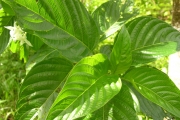 <strong>Rubiaceae - Mussaenda landia - Poir.</strong><br />© Sarrailh Jean-Michel / CIRAD