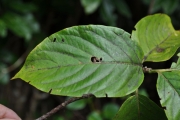<strong>Rubiaceae - Mussaenda landia - Poir.</strong><br />© Sarrailh Jean-Michel / CIRAD