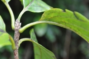 <strong>Rubiaceae - Mussaenda landia - Poir.</strong><br />© Sarrailh Jean-Michel / CIRAD