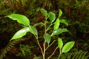<strong>Moraceae - Maillardia borbonica - Duch.</strong><br />© Sarrailh Jean-Michel / CIRAD