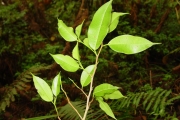 <strong>Moraceae - Maillardia borbonica - Duch.</strong><br />© Sarrailh Jean-Michel / CIRAD