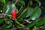 <strong>Moraceae - Maillardia borbonica - Duch.</strong><br />© Sarrailh Jean-Michel / CIRAD