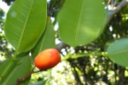 <strong>Moraceae - Maillardia borbonica - Duch.</strong><br />© Sarrailh Jean-Michel / CIRAD