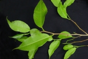 <strong>Moraceae - Maillardia borbonica - Duch.</strong><br />© Sarrailh Jean-Michel / CIRAD