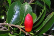 <strong>Moraceae - Maillardia borbonica - Duch.</strong><br />© Sarrailh Jean-Michel / CIRAD