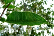 <strong>Moraceae - Maillardia borbonica - Duch.</strong><br />© Baret Stéphane