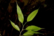<strong>Moraceae - Maillardia borbonica - Duch.</strong><br />© Baret Stéphane