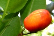 <strong>Moraceae - Maillardia borbonica - Duch.</strong><br />© Sarrailh Jean-Michel / CIRAD