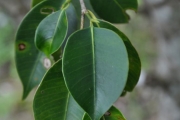 <strong>Moraceae - Maillardia borbonica - Duch.</strong><br />© Sarrailh Jean-Michel / CIRAD