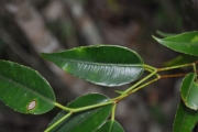 <strong>Moraceae - Maillardia borbonica - Duch.</strong><br />© Sarrailh Jean-Michel / CIRAD