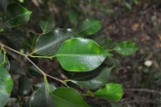 <strong>Moraceae - Maillardia borbonica - Duch.</strong><br />© Sarrailh Jean-Michel / CIRAD