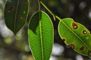 <strong>Moraceae - Maillardia borbonica - Duch.</strong><br />© Sarrailh Jean-Michel / CIRAD
