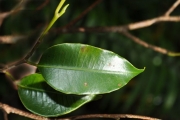 <strong>Moraceae - Maillardia borbonica - Duch.</strong><br />© Sarrailh Jean-Michel / CIRAD