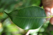 <strong>Moraceae - Maillardia borbonica - Duch.</strong><br />© Sarrailh Jean-Michel / CIRAD