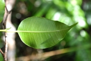 <strong>Moraceae - Maillardia borbonica - Duch.</strong><br />© Sarrailh Jean-Michel / CIRAD