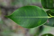 <strong>Moraceae - Maillardia borbonica - Duch.</strong><br />© Sarrailh Jean-Michel / CIRAD