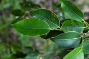 <strong>Moraceae - Maillardia borbonica - Duch.</strong><br />© Sarrailh Jean-Michel / CIRAD