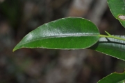 <strong>Moraceae - Maillardia borbonica - Duch.</strong><br />© Sarrailh Jean-Michel / CIRAD