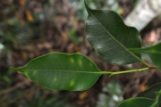 <strong>Moraceae - Maillardia borbonica - Duch.</strong><br />© Sarrailh Jean-Michel / CIRAD