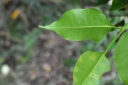 <strong>Moraceae - Maillardia borbonica - Duch.</strong><br />© Sarrailh Jean-Michel / CIRAD