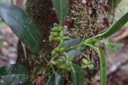 <strong>Rutaceae - Melicope borbonica - (Bory) T.G.Hartley</strong><br />© Sarrailh Jean-Michel / CIRAD