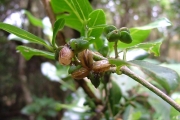 <strong>Rutaceae - Melicope borbonica - (Bory) T.G.Hartley</strong><br />© Sarrailh Jean-Michel / CIRAD