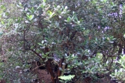 <strong>Rutaceae - Melicope borbonica - (Bory) T.G.Hartley</strong><br />© Sarrailh Jean-Michel / CIRAD